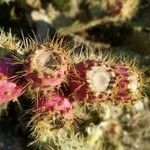 Opuntia oricola fruit picture by Carlos K. (cc-by-sa)