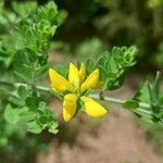 Genista monspessulana flower picture by Elisa Palermo (cc-by-sa)