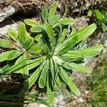 Saxifraga hostii leaf picture by Georgius (cc-by-sa)