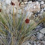 Juncus acutus flower picture by Edwin Thoen (cc-by-sa)