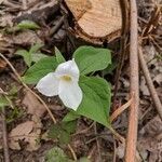 Trillium grandiflorum flower picture by Ben Heerspink (cc-by-sa)