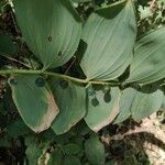 Polygonatum odoratum fruit picture by Jorge (cc-by-sa)