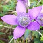 Gentianella austriaca flower picture by Michael Andresek (cc-by-sa)