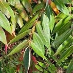 Rhus typhina leaf picture by Jean-Marie Frenoux (cc-by-sa)