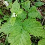 Rubus saxatilis leaf picture by roberto (cc-by-sa)