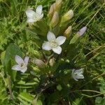 Gentianella ramosa habit picture by Christian Regg (cc-by-sa)