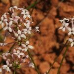 Asperula hirsuta flower picture by Steve Orridge (cc-by-sa)