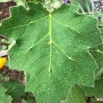 Solanum mammosum leaf picture by Pierre Bonnet (cc-by-sa)