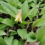 Erythronium americanum habit picture by dredodo (cc-by-sa)