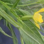 Ludwigia decurrens leaf picture by Nelson Zamora Villalobos (cc-by-nc)