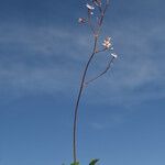 Saxifraga umbrosa habit picture by Carlos Villasante (cc-by-sa)