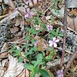 Saponaria ocymoides habit picture by Jean-Marie Frenoux (cc-by-sa)