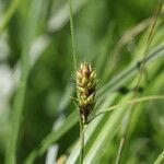 Carex distans fruit picture by Ugoline Jacquot (cc-by-sa)