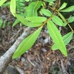 Cossinia pinnata leaf picture by Hugo SANTACREU (cc-by-sa)