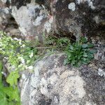 Kernera saxatilis habit picture by Sylvain Piry (cc-by-sa)