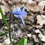 Hyacinthus orientalis flower picture by Bernard Rullier (cc-by-sa)