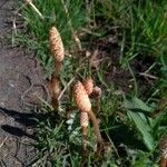 Equisetum arvense flower picture by hui-ping (cc-by-sa)