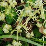 Cuscuta campestris flower picture by jonathan tamaillon (cc-by-sa)