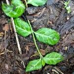 Chimaphila maculata habit picture by Murphy Patrick (cc-by-sa)