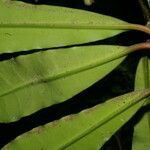 Euphorbia sinclairiana leaf picture by Nelson Zamora Villalobos (cc-by-nc)