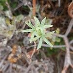 Euphorbia dendroides leaf picture by tease (cc-by-sa)