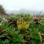 Azorella pedunculata fruit picture by Fabien Anthelme (cc-by-sa)