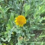 Borrichia frutescens flower picture by AC Fenton (cc-by-sa)