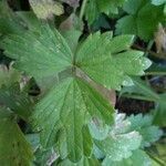 Ranunculus repens leaf picture by matmar (cc-by-sa)