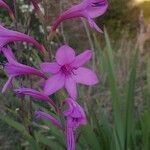 Watsonia borbonica flower picture by Ramonda Carolina (cc-by-sa)