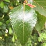 Nothofagus nitida leaf picture by Daniel Barthelemy (cc-by-nc)