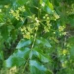 Zanthoxylum clava-herculis leaf picture by Skorpion (cc-by-sa)