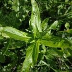 Epilobium tetragonum leaf picture by Maximus Megret (cc-by-sa)