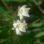 Spergula arvensis flower picture by Thibaut Durr (cc-by-sa)