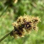 Carex vulpina flower picture by Fabien Anthelme (cc-by-sa)