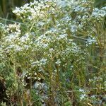 Sedum album habit picture by francois tissot (cc-by-sa)