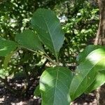 Citharexylum donnell-smithii leaf picture by Daniel Barthelemy (cc-by-sa)