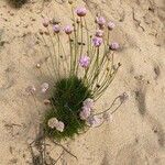 Armeria pungens leaf picture by Manfred K (cc-by-sa)