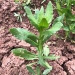 Helenium microcephalum leaf picture by Kendra RaiderNature (cc-by-sa)