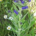 Anchusa officinalis habit picture by Radbout Timmer (cc-by-sa)