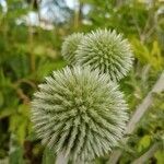 Echinops sphaerocephalus flower picture by Roman Cyrul (cc-by-sa)