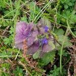 Ajuga pyramidalis leaf picture by Besma Astruc (cc-by-sa)