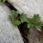 Ranunculus glacialis leaf picture by Markus Nestmeyer (cc-by-sa)