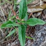 Pseuderanthemum variabile leaf picture by Boris Therock (cc-by-sa)