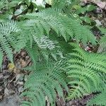 Dryopteris marginalis habit picture by Serena boettcher (cc-by-sa)