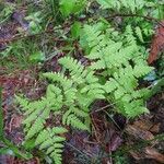 Gymnocarpium dryopteris leaf picture by Jukka Sjöblom (cc-by-sa)