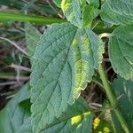 Teucrium vesicarium leaf picture by Trap Hers (cc-by-sa)