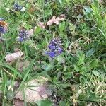 Ajuga reptans fruit picture by Giulian O’Laegium (cc-by-sa)