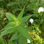 Monarda fistulosa leaf picture by Lauren Giannullo (cc-by-sa)