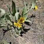 Wyethia helenioides flower picture by Dawn (cc-by-sa)