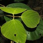 Mucuna holtonii leaf picture by Nelson Zamora Villalobos (cc-by-nc)